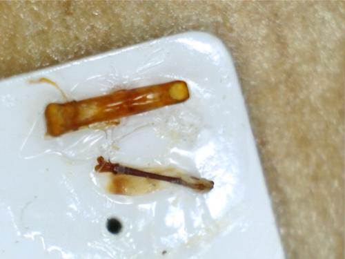 Réf. 193 960 : Chrysolina quadrigemina